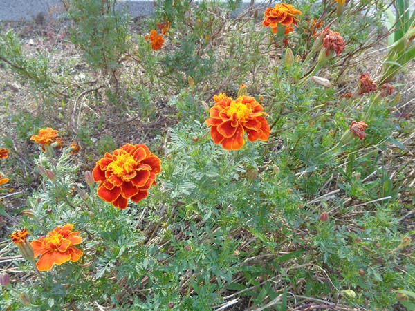 マリーゴールド