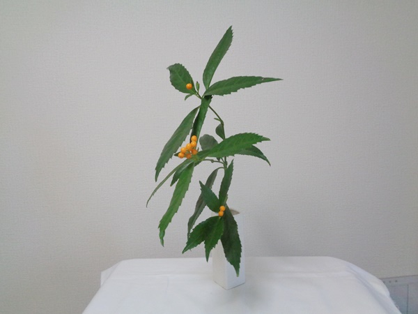 センリョウ（千両）の実