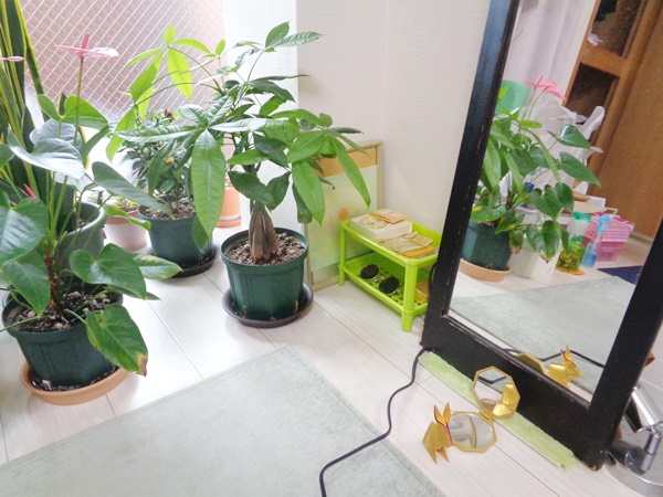 グリーン系の鉢植え植物