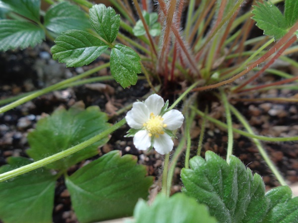 イチゴの花