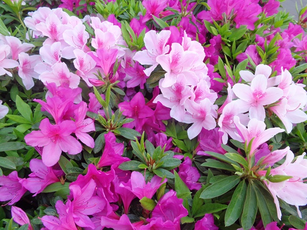 つつじの花