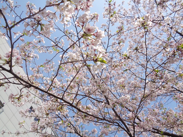 桜の花